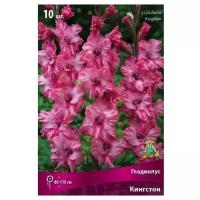 Гладиолус ПОИСК Кингстон, 10 шт., цвет: насыщенно-розовый