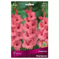 Гладиолус ПОИСК Фортароза, 5 шт., цвет: розовый
