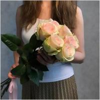 Букет из 7 нежно розовых роз сорта ФРУТЕТТО 60см (ЭКВАДОР) с атласной лентой.